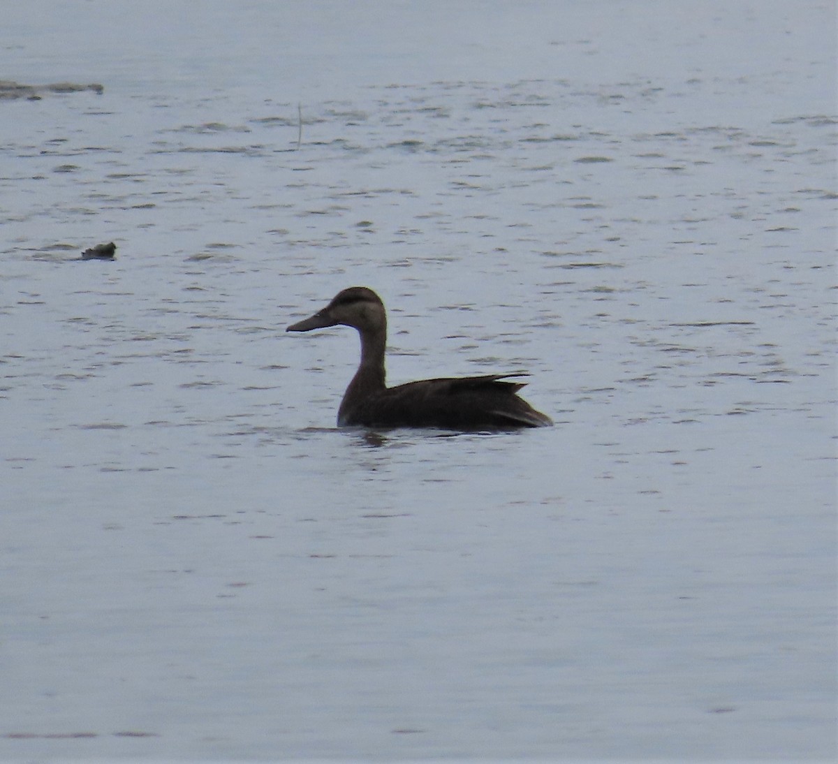 American Black Duck - ML248974351