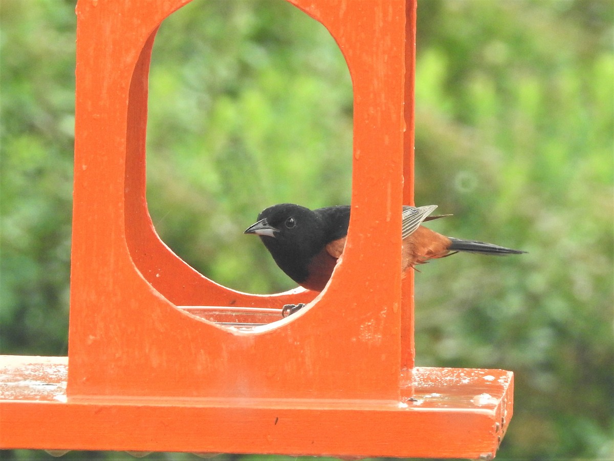 Orchard Oriole - ellen horak