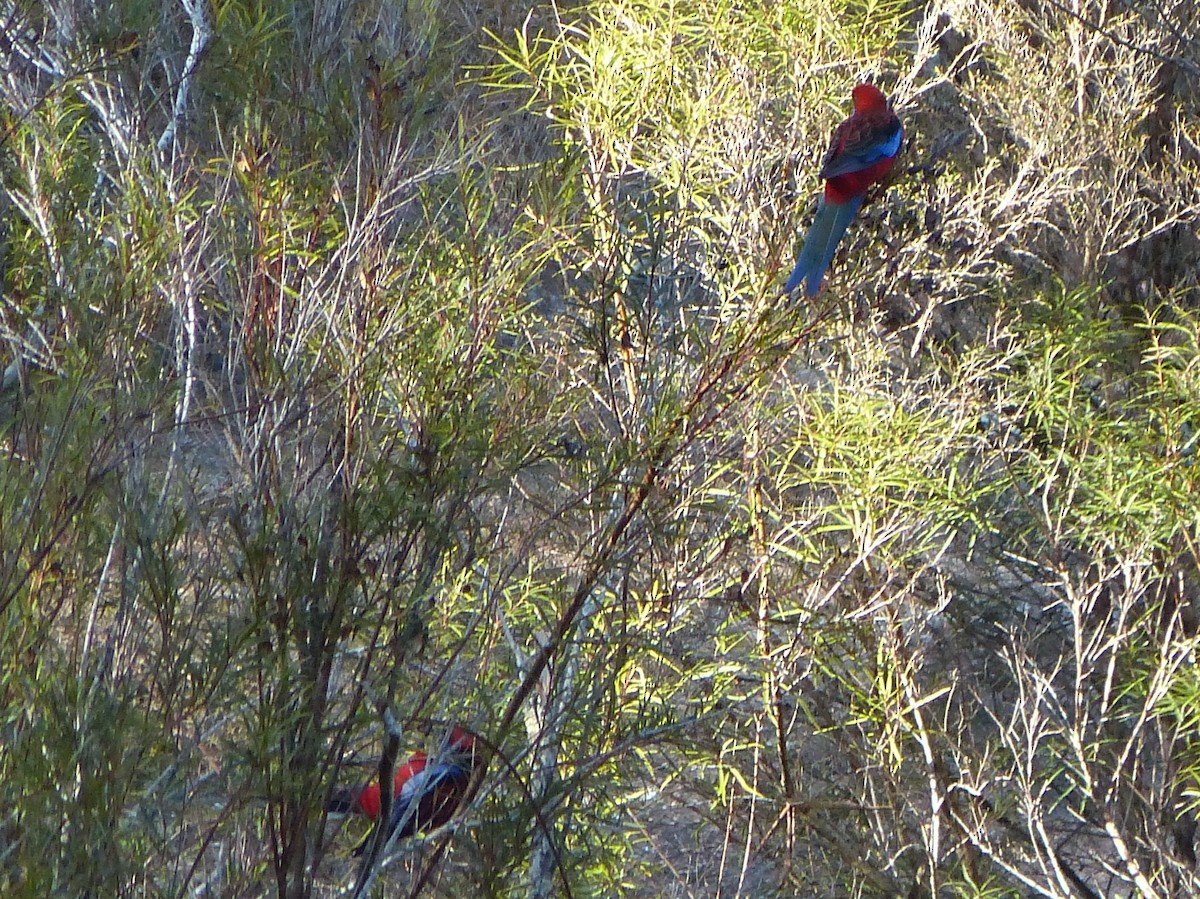 Crimson Rosella - ML248976041