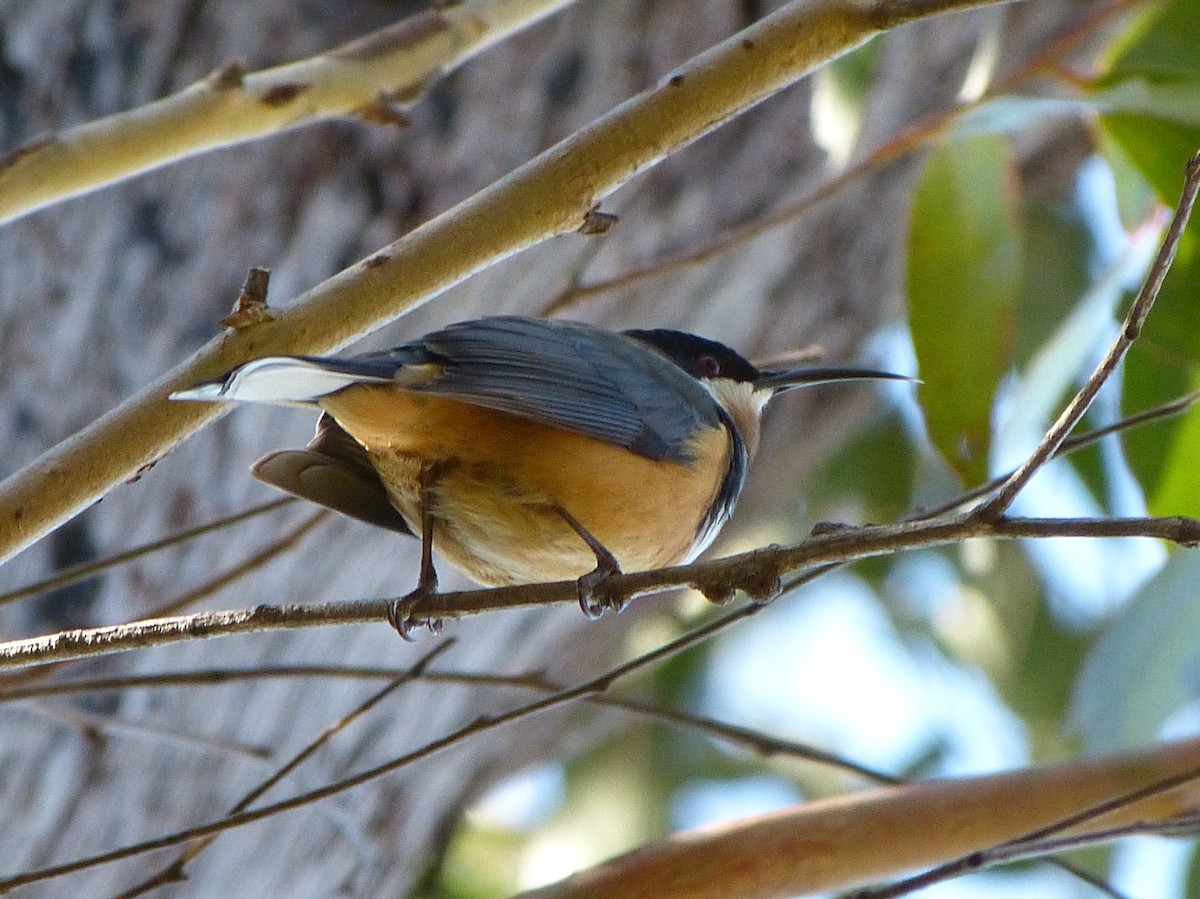 Eastern Spinebill - ML248976141