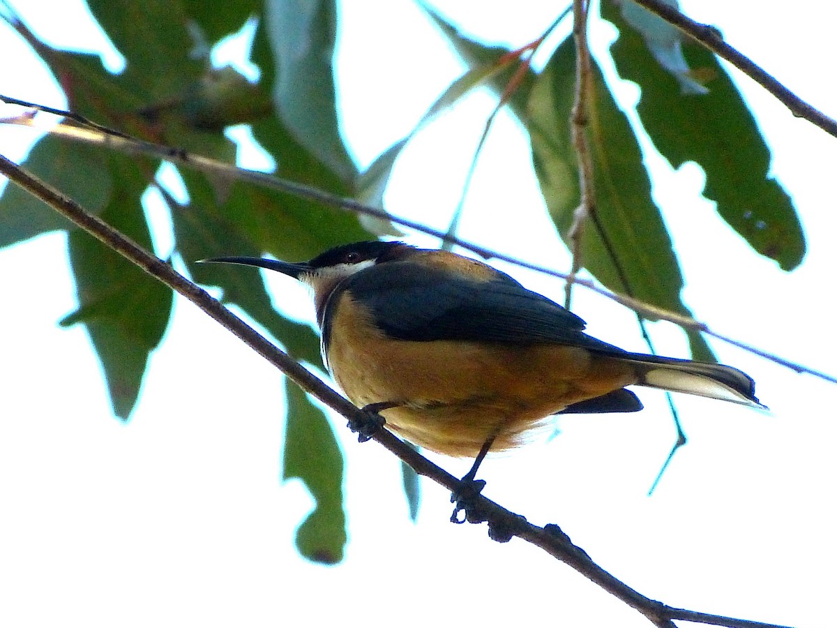 Eastern Spinebill - Dominique Genna