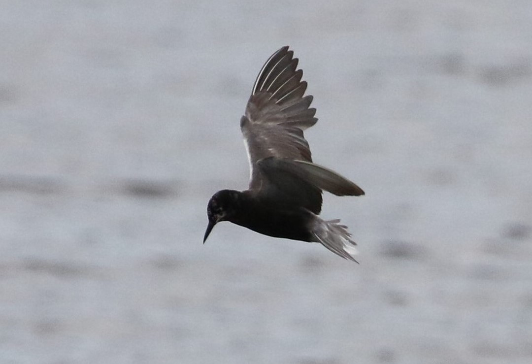 Black Tern - ML248976181