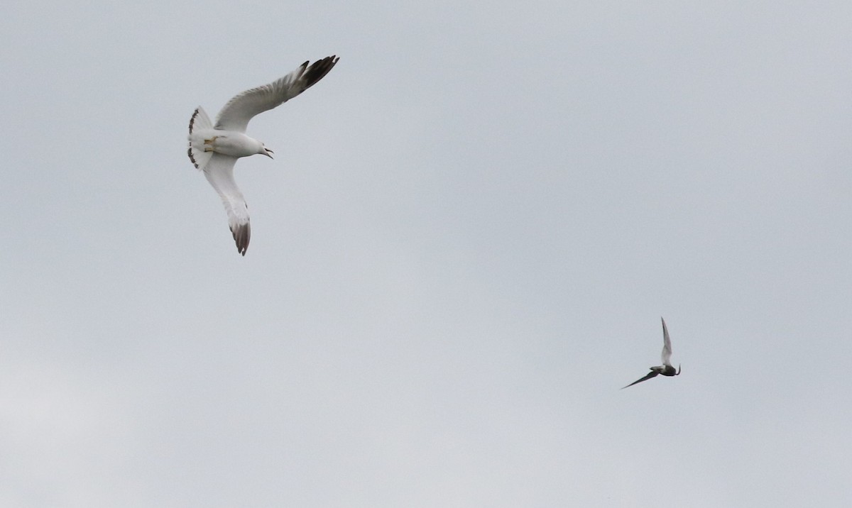 Black Tern - ML248976211