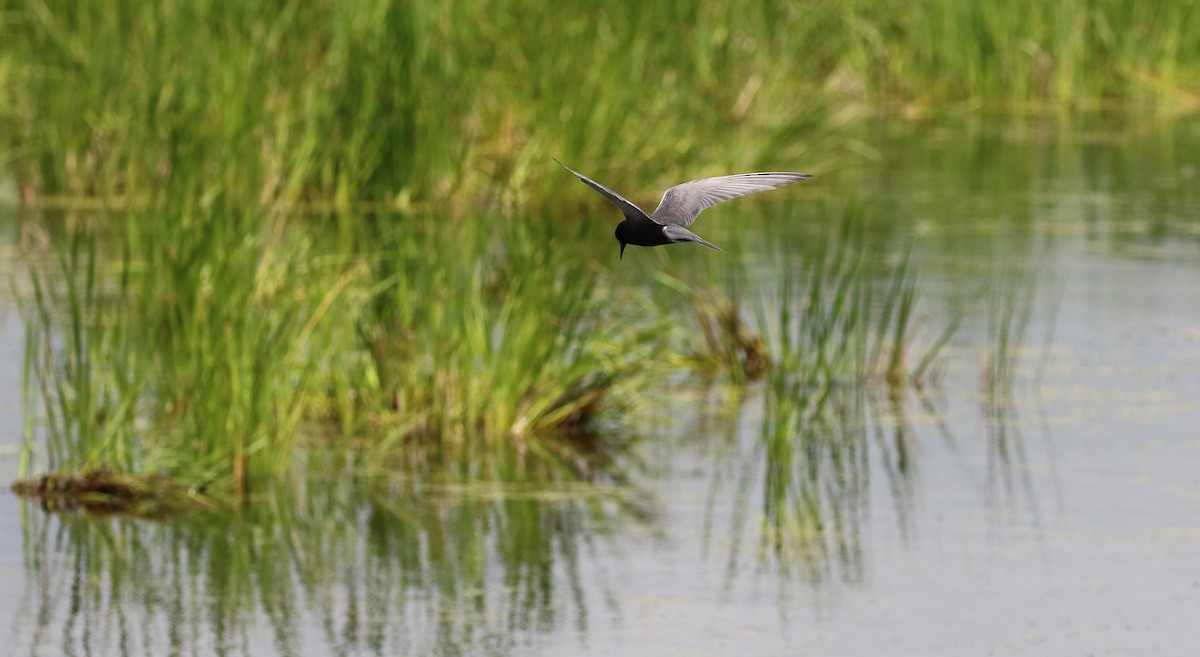 Black Tern - ML248976261