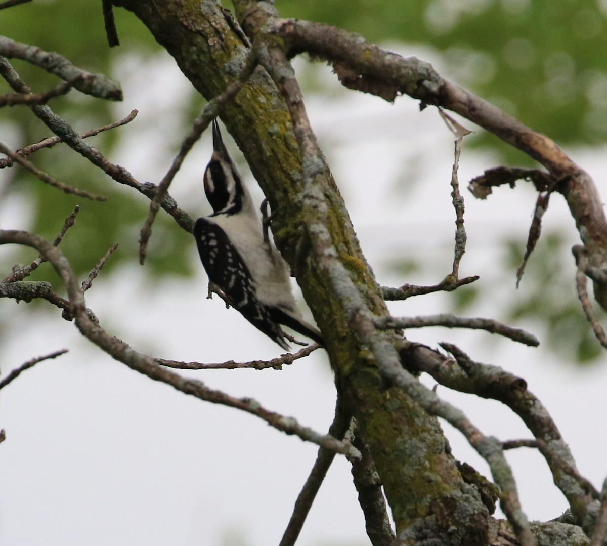 Hairy Woodpecker - ML248977161