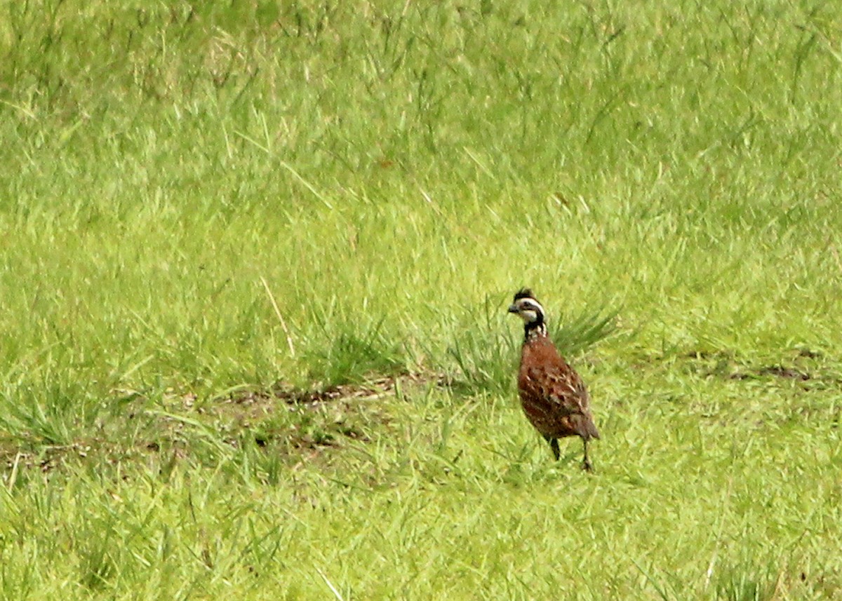 Northern Bobwhite - Mary Keim