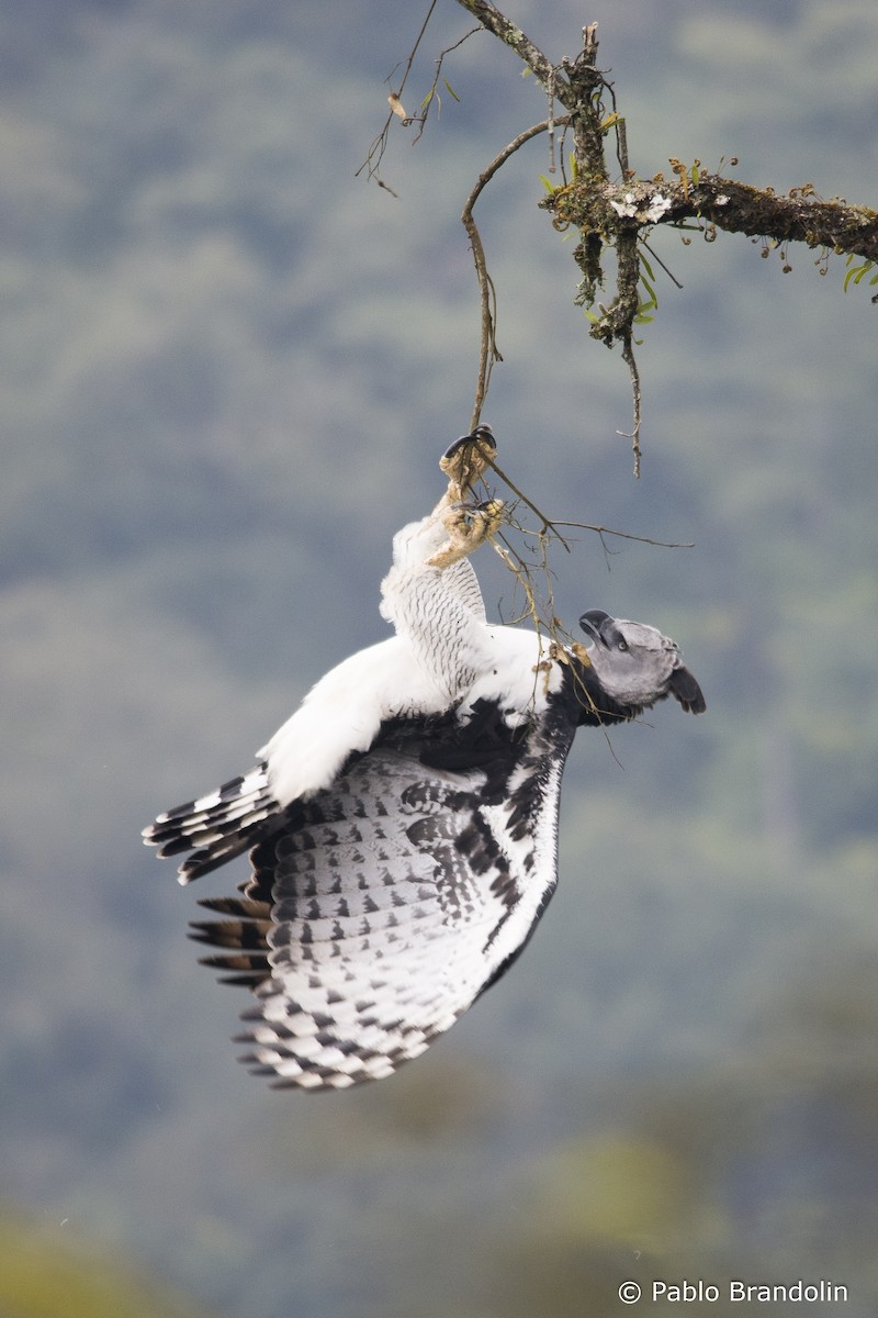 Harpy Eagle - Pablo Brandolin