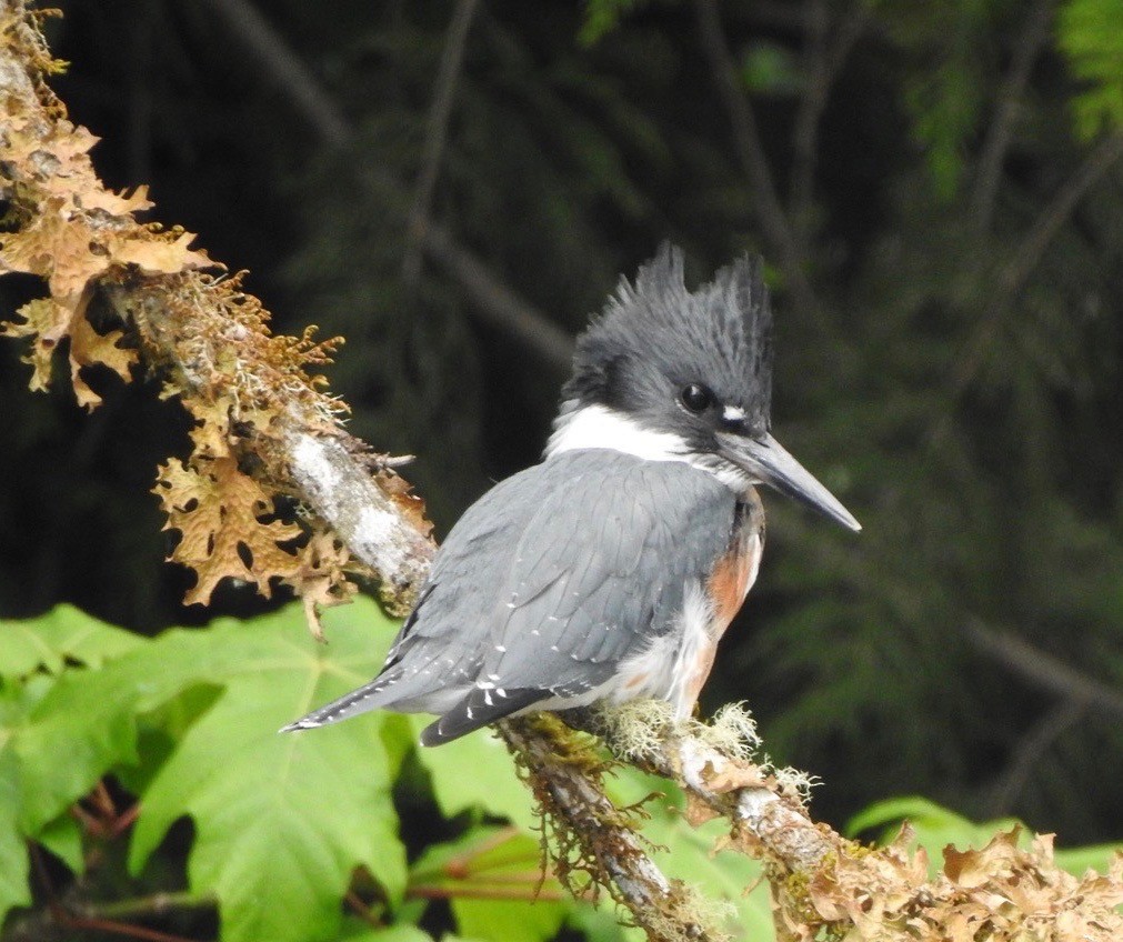 Belted Kingfisher - ML248979951