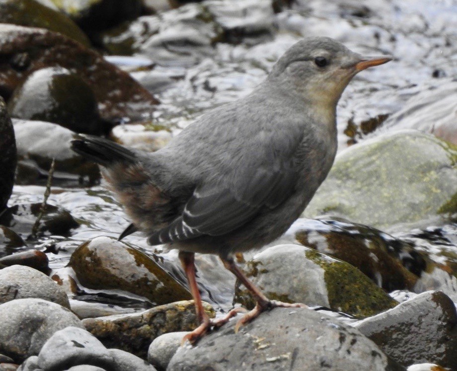 American Dipper - ML248980561