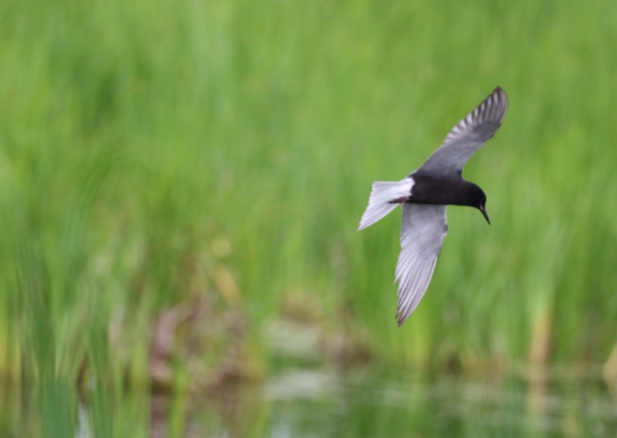 Black Tern - ML248982161