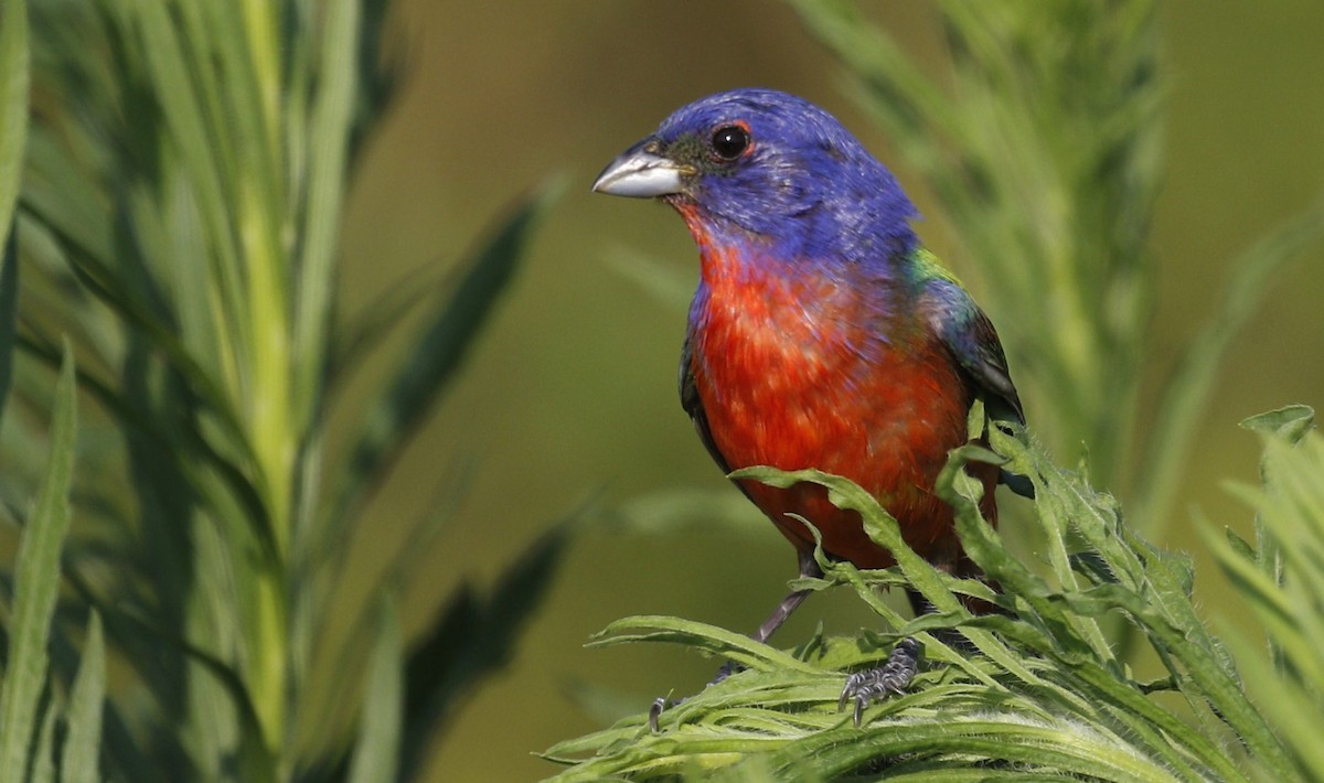 Painted Bunting - ML248983511
