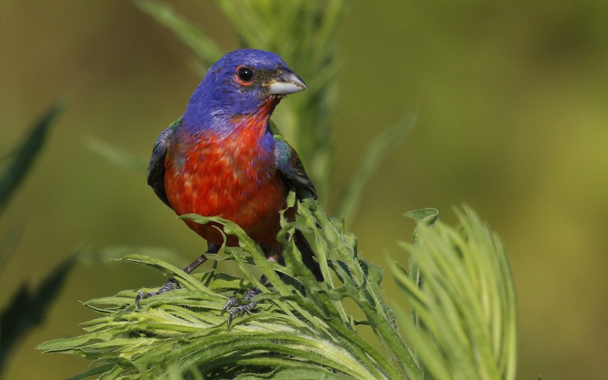 Painted Bunting - ML248983521