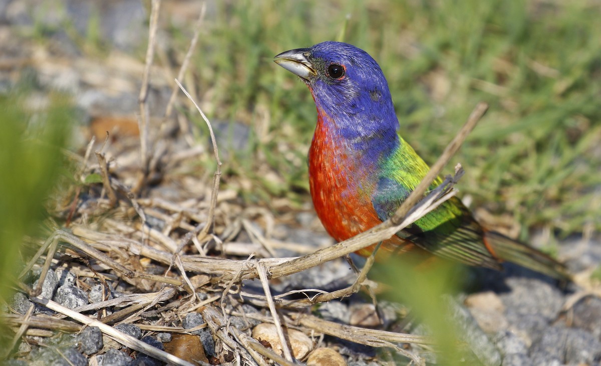 Painted Bunting - ML248983531