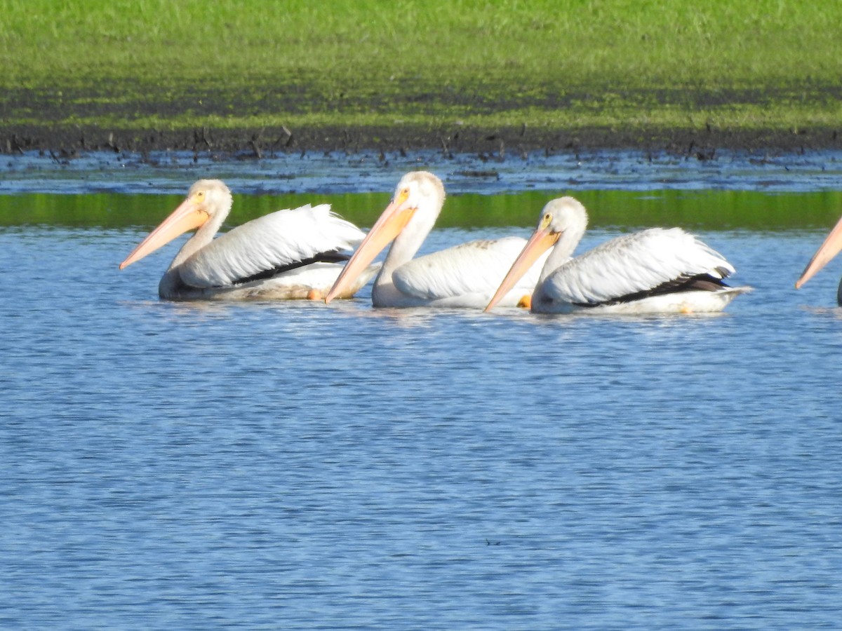 American White Pelican - ML248983741