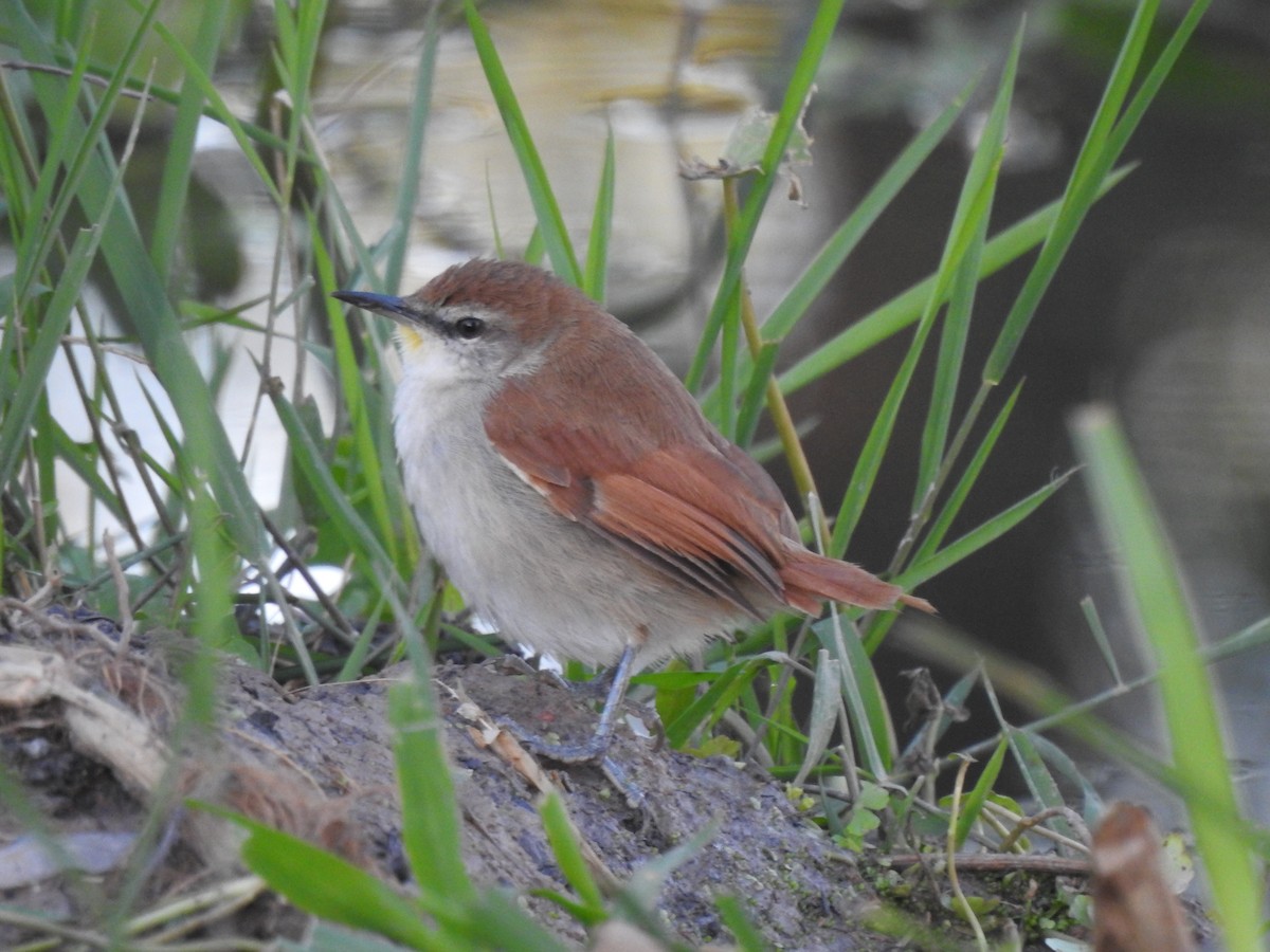 Yellow-chinned Spinetail - Silvia Benoist