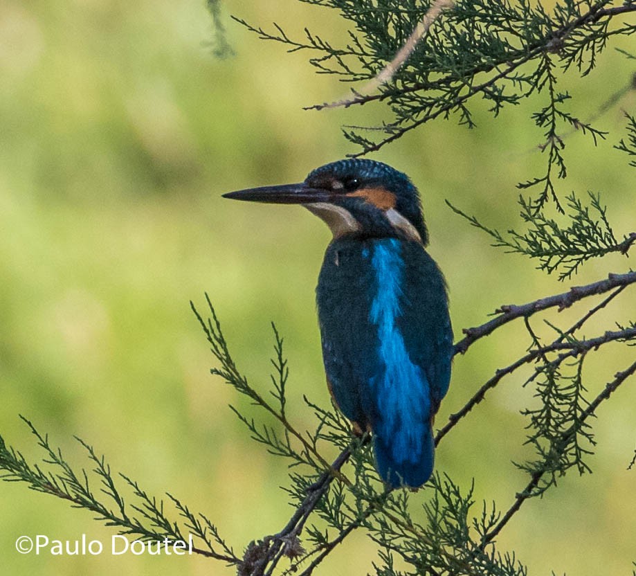 Common Kingfisher - ML248984011
