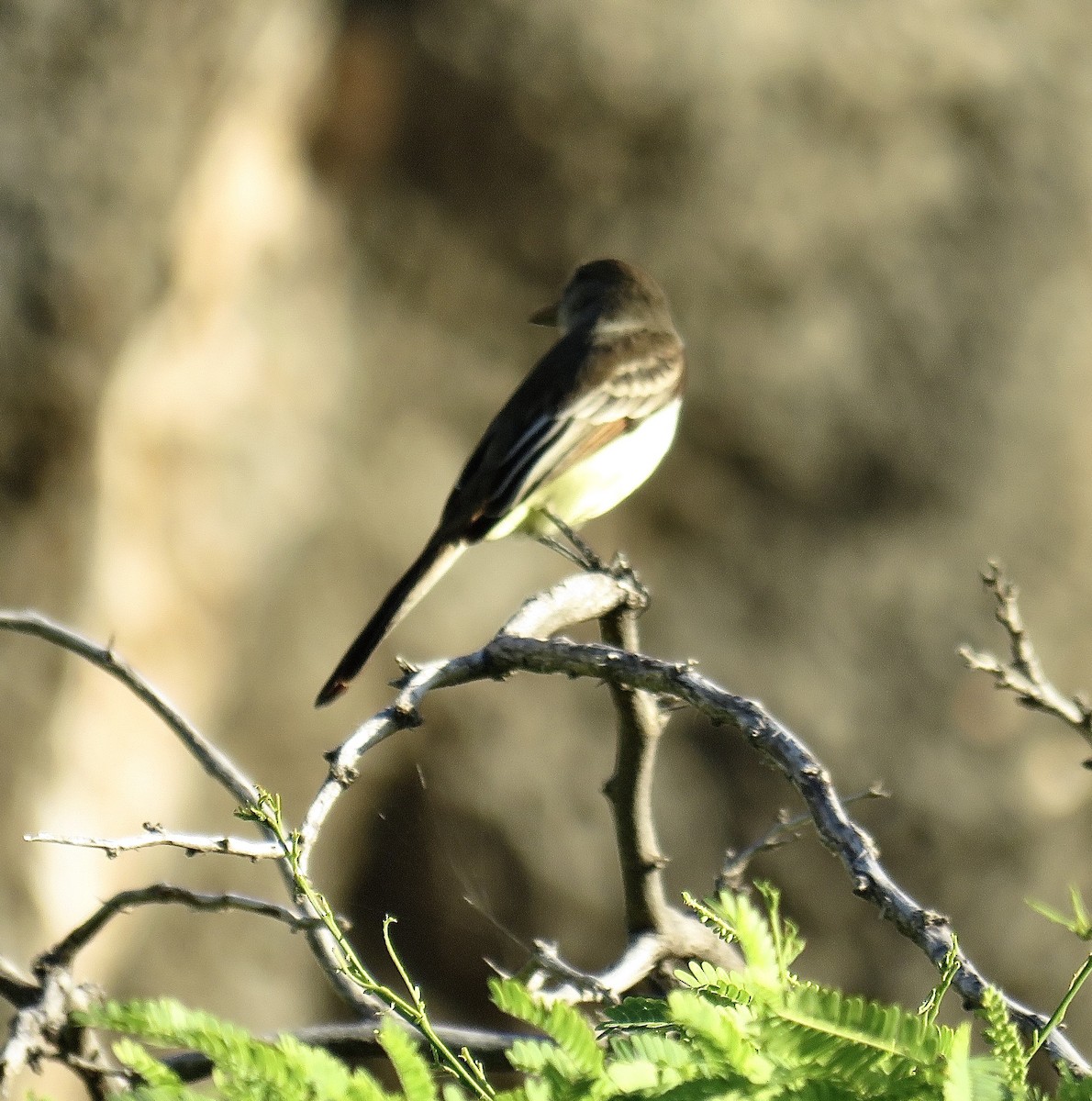 Stolid Flycatcher - ML248984801