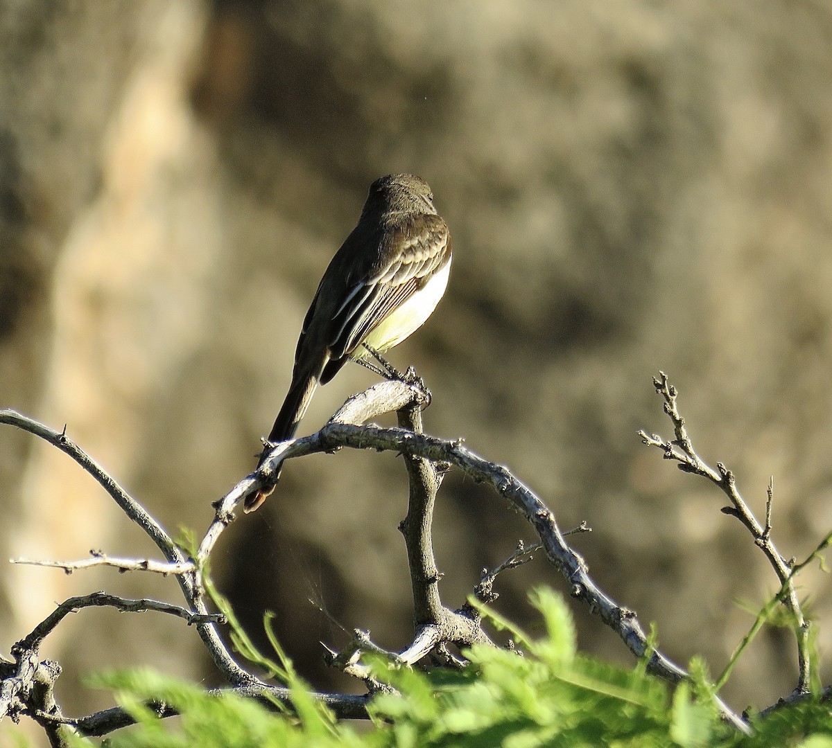 Stolid Flycatcher - ML248984811