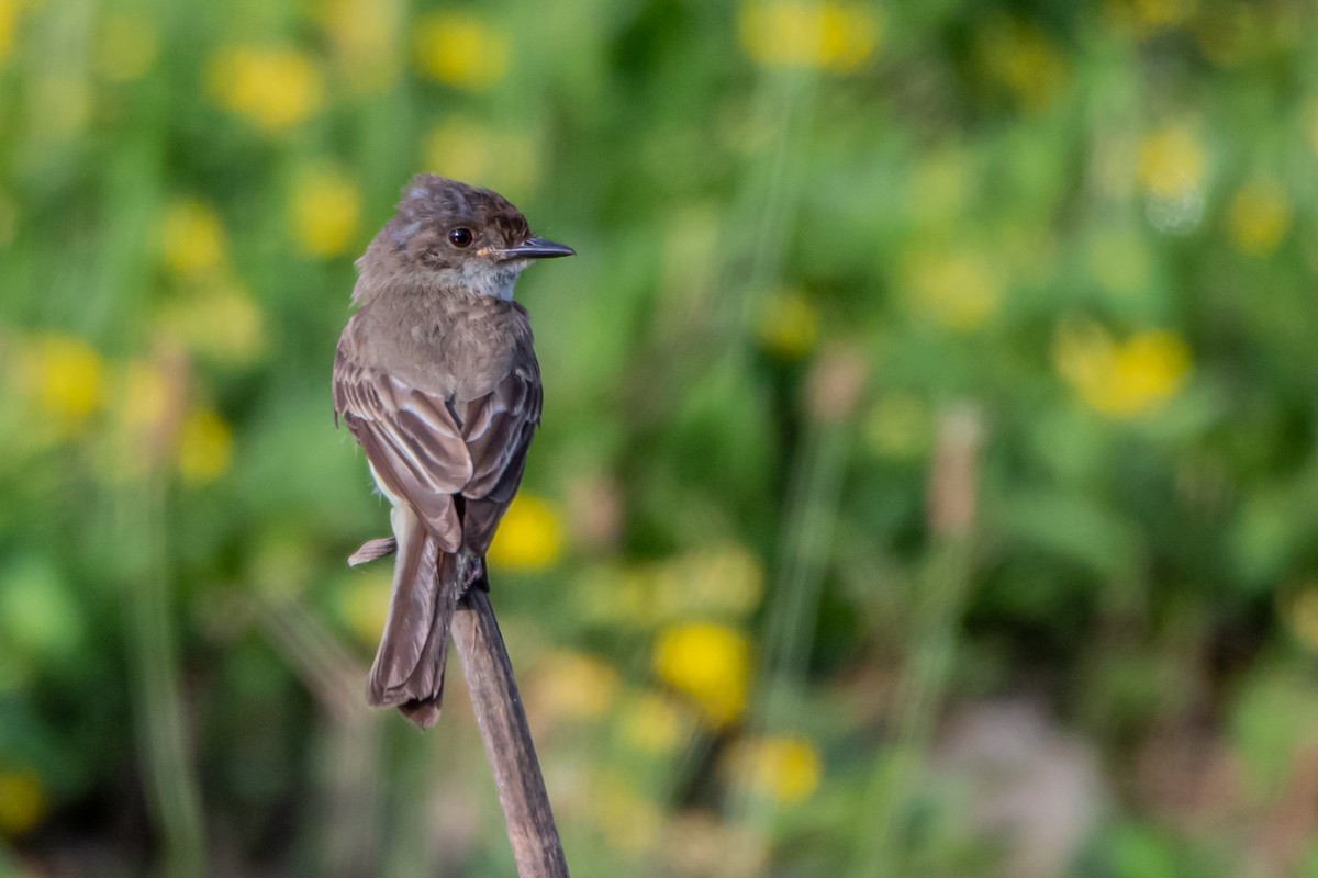 Eastern Phoebe - ML248984821