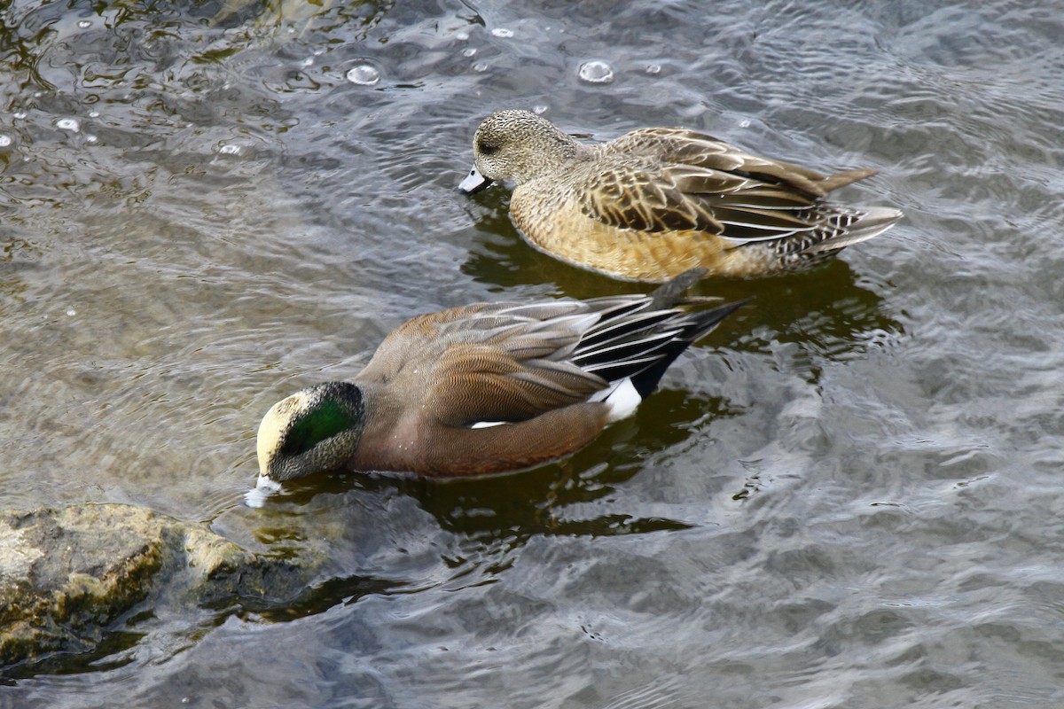 American Wigeon - ML24898491