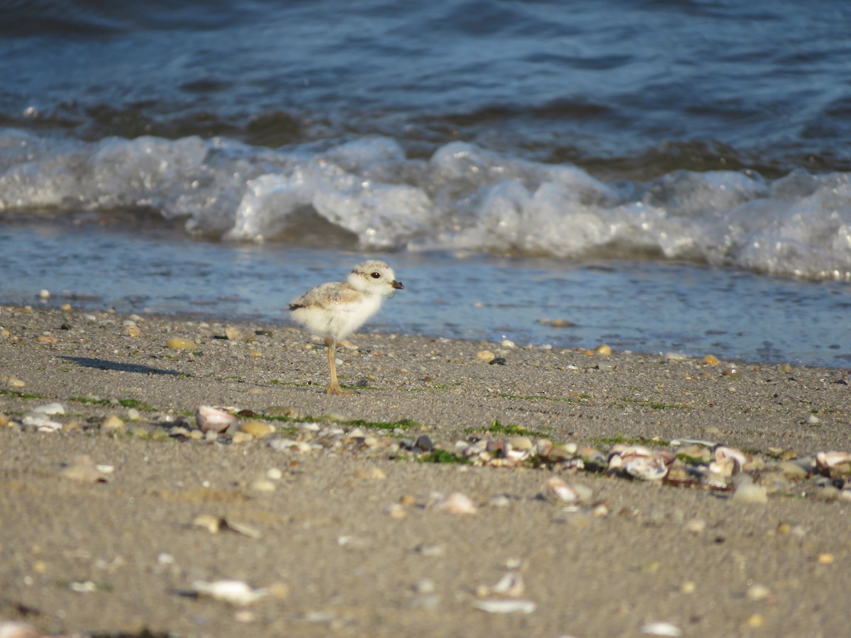 Piping Plover - ML248986011