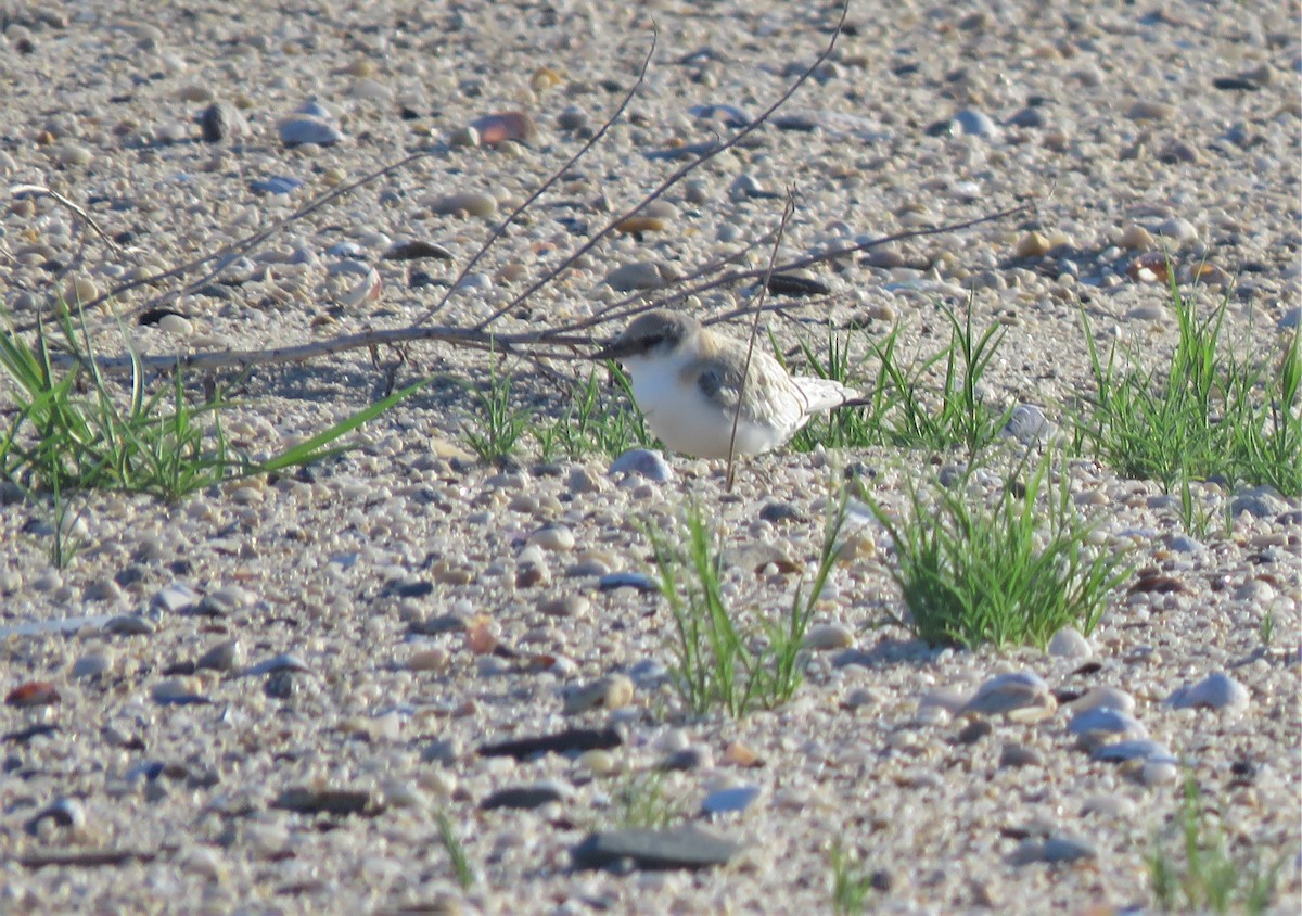 Least Tern - ML248986231