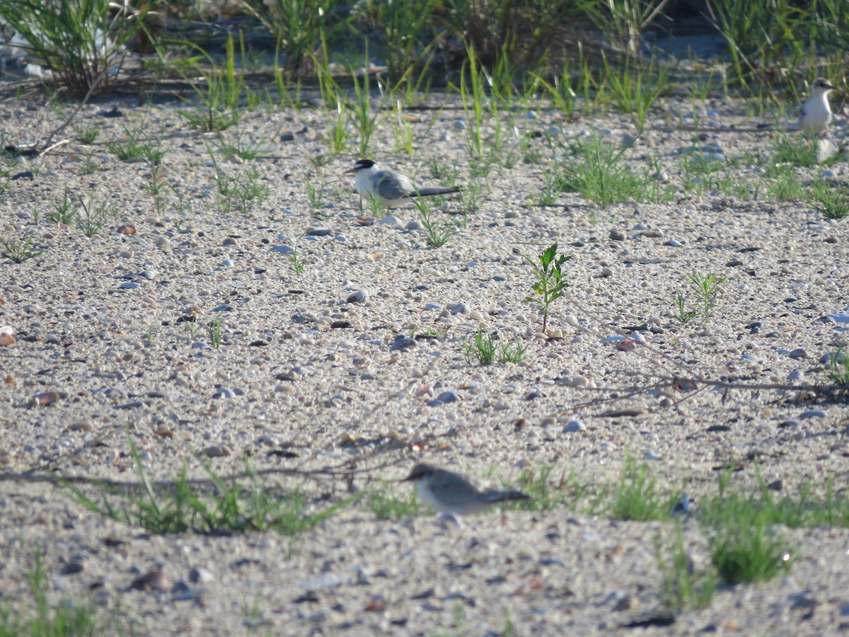 Least Tern - ML248986251