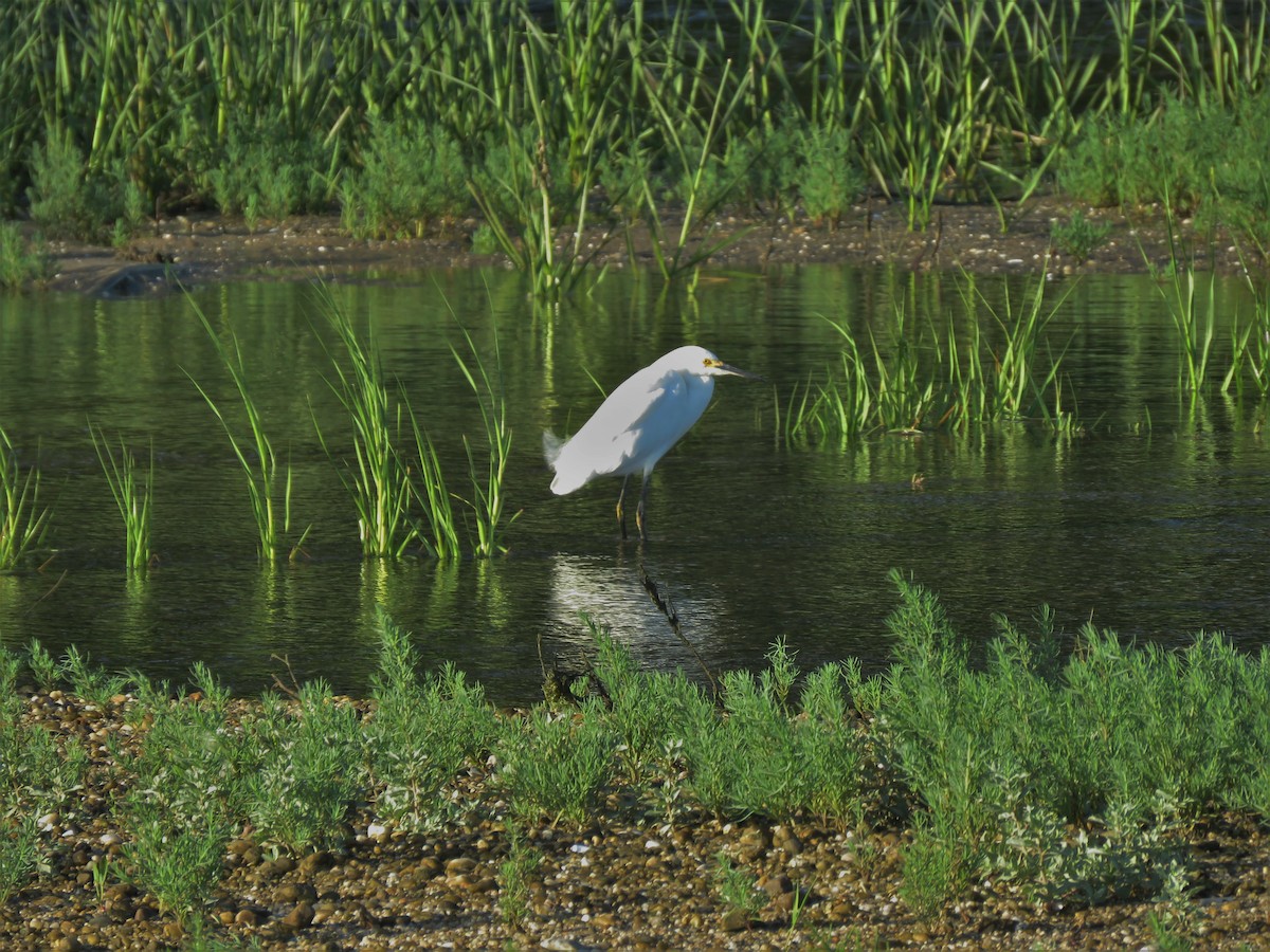 Snowy Egret - ML248986341