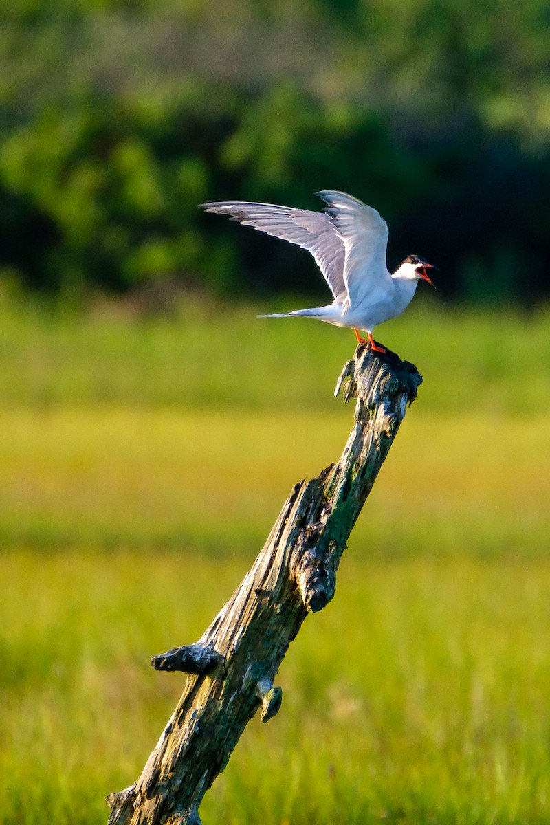 Common Tern - ML248988311