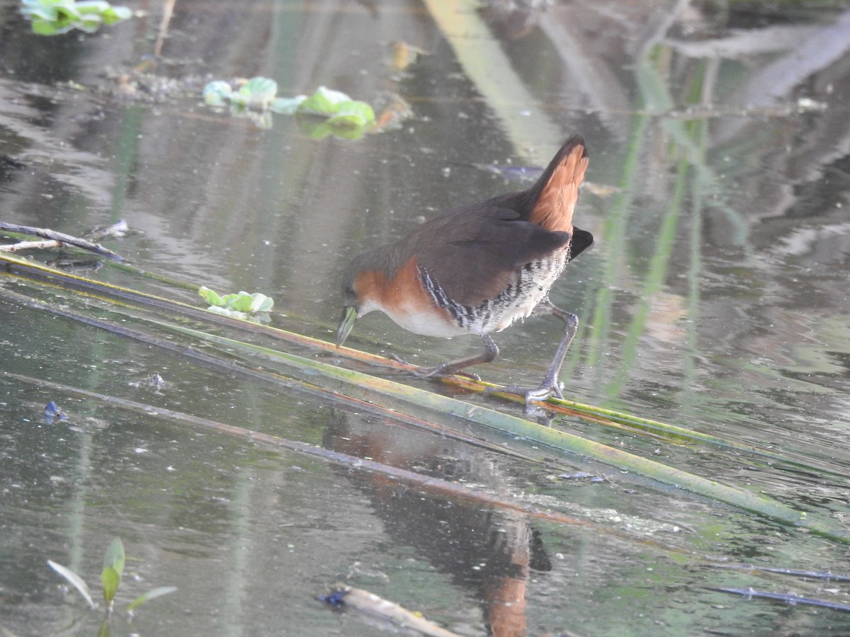 Rufous-sided Crake - ML248989451