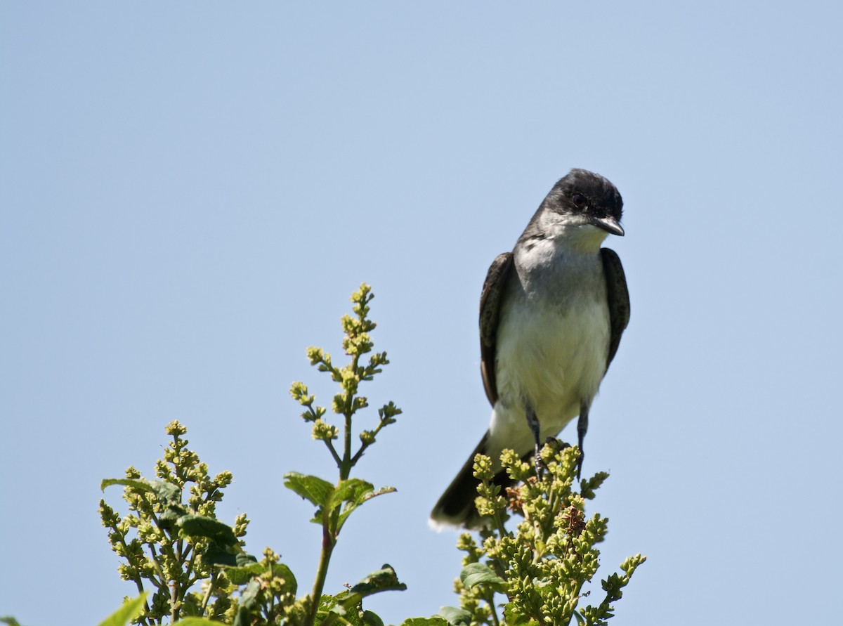 Eastern Kingbird - ML248990531