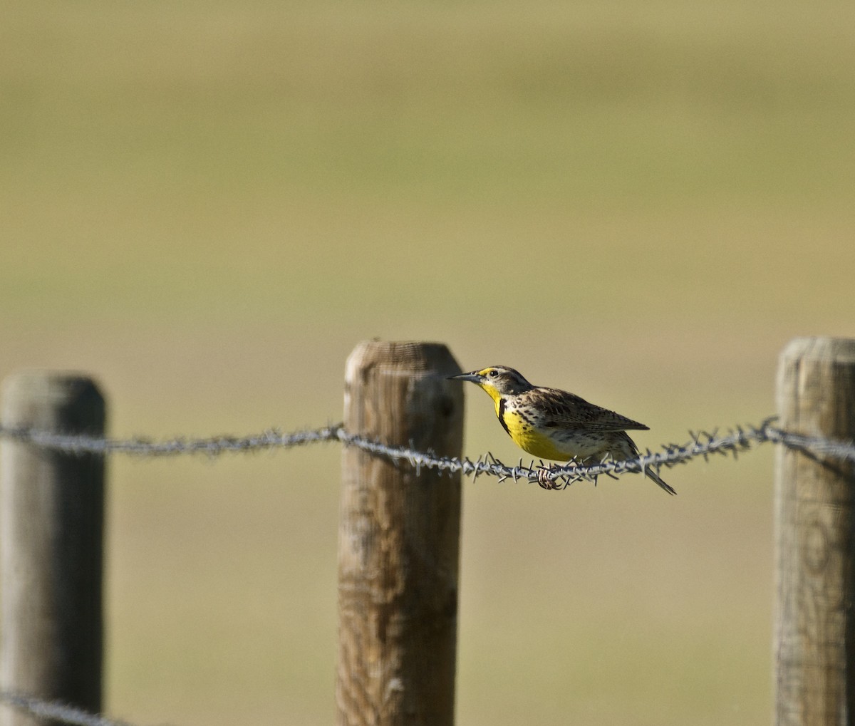 Western Meadowlark - ML248990721