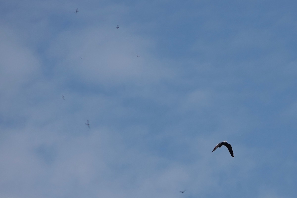 Mississippi Kite - Joe Coppock