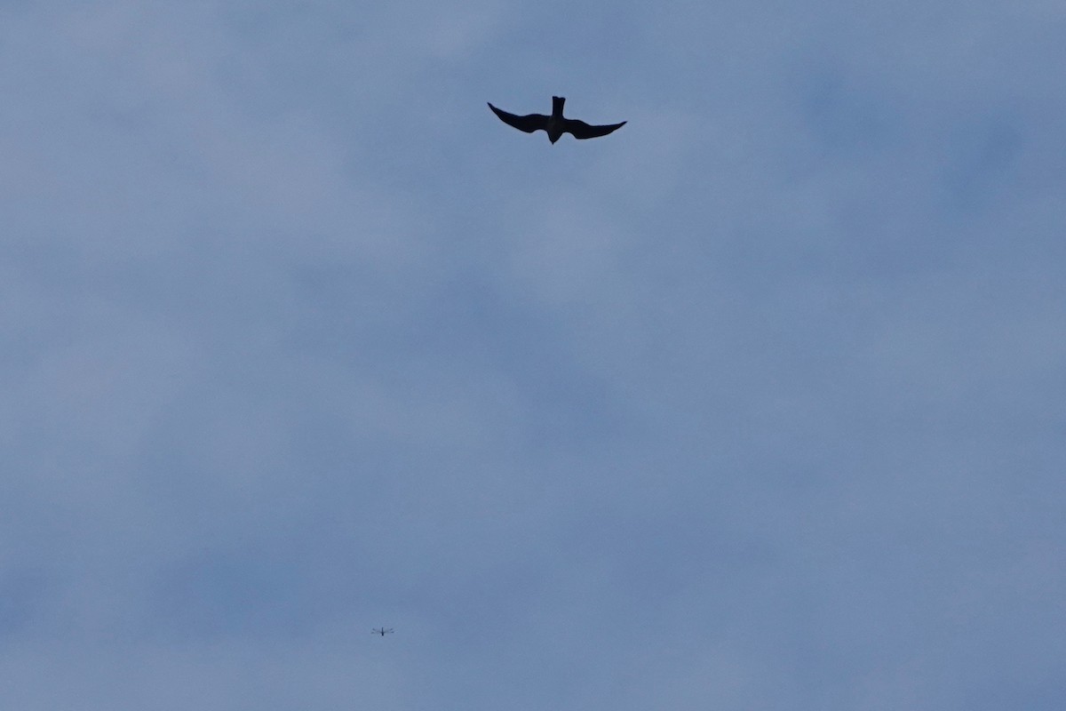 Mississippi Kite - Joe Coppock