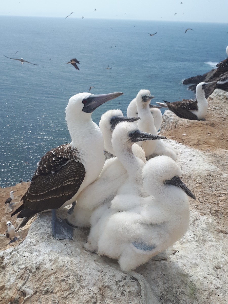 Peruvian Booby - ML248991161