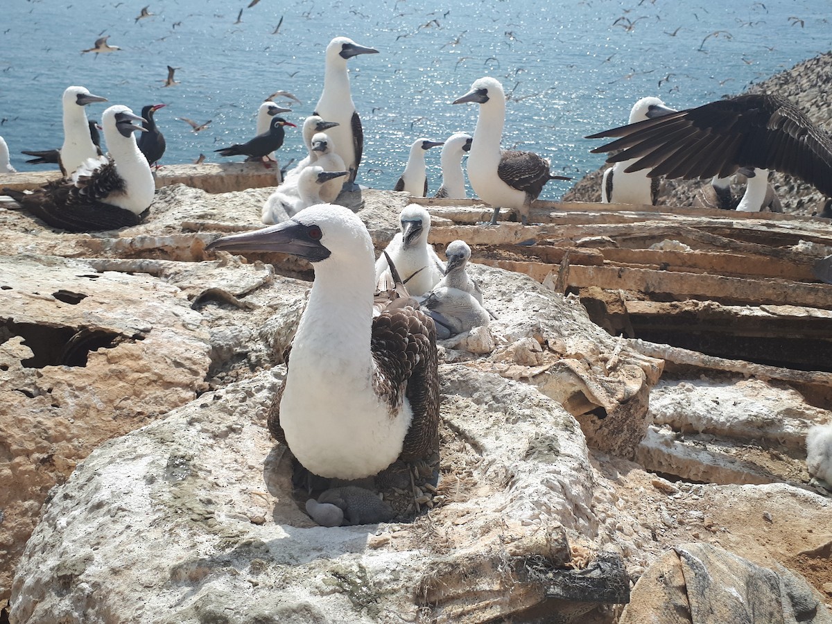 Peruvian Booby - ML248991441