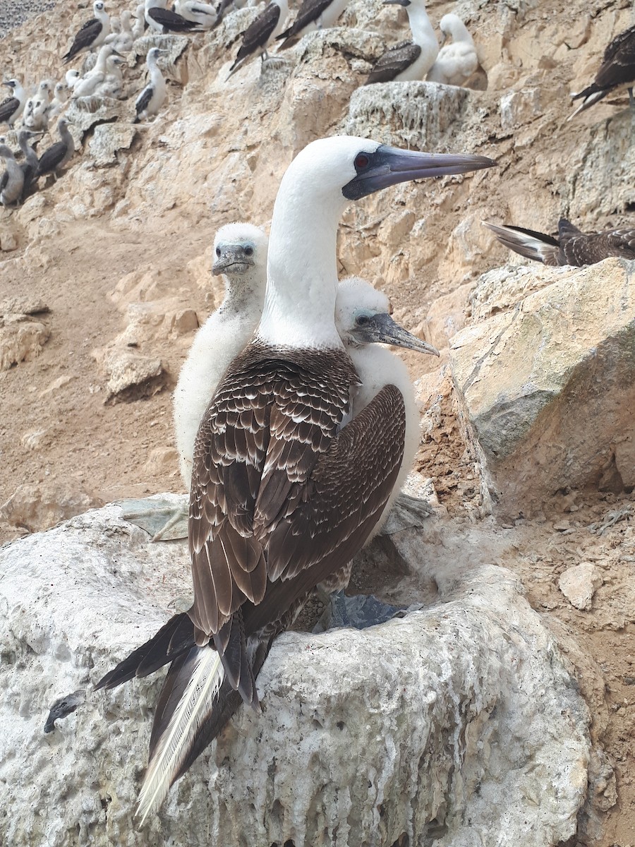 Peruvian Booby - ML248991821