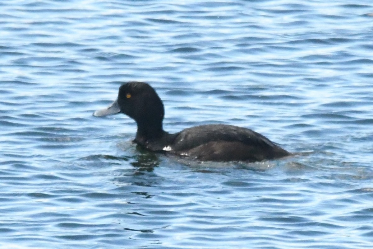 New Zealand Scaup - ML248992081