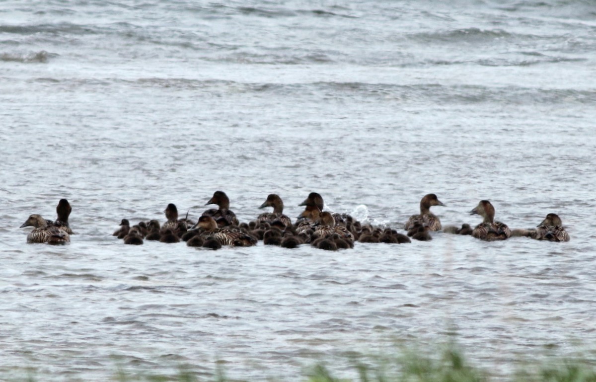 Common Eider - ML248992441