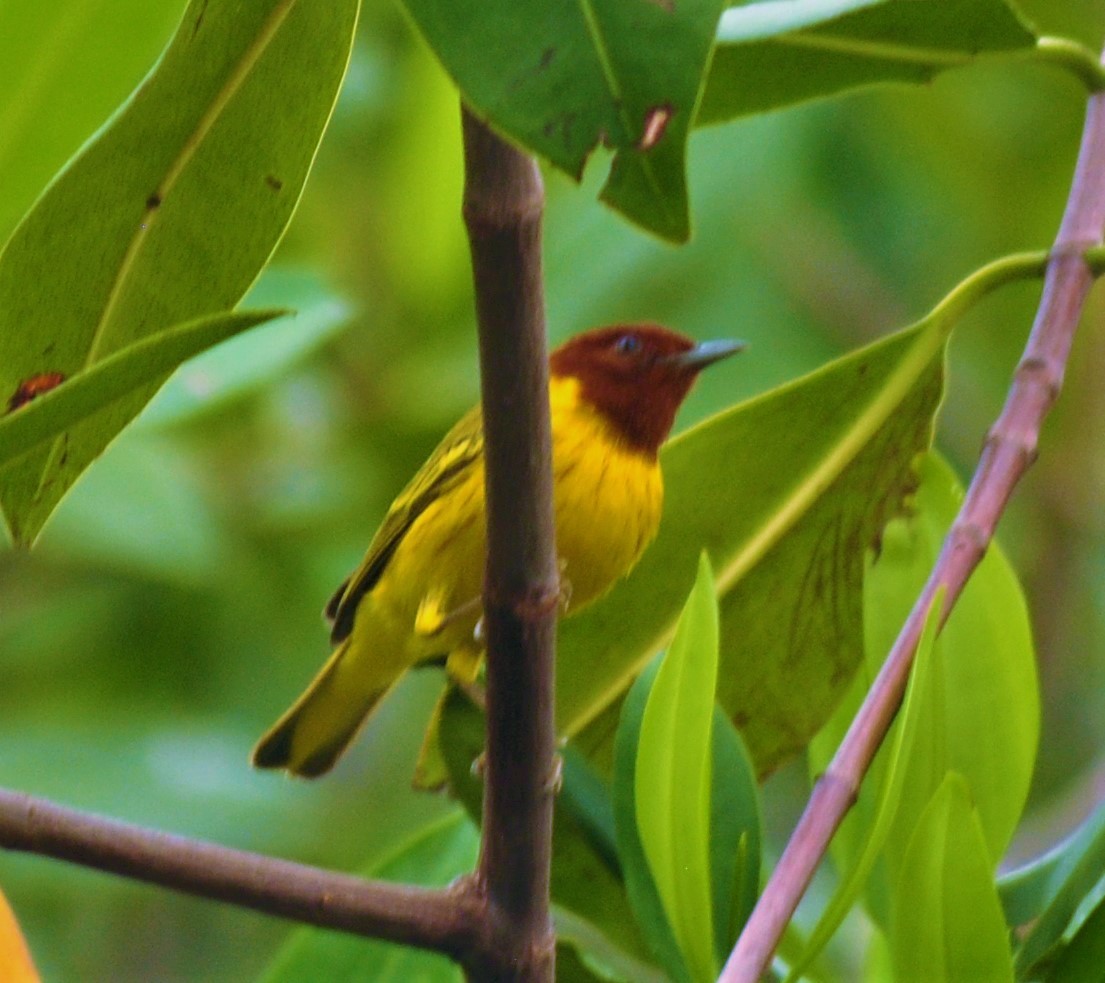 Yellow Warbler - Jaime Orozco S.