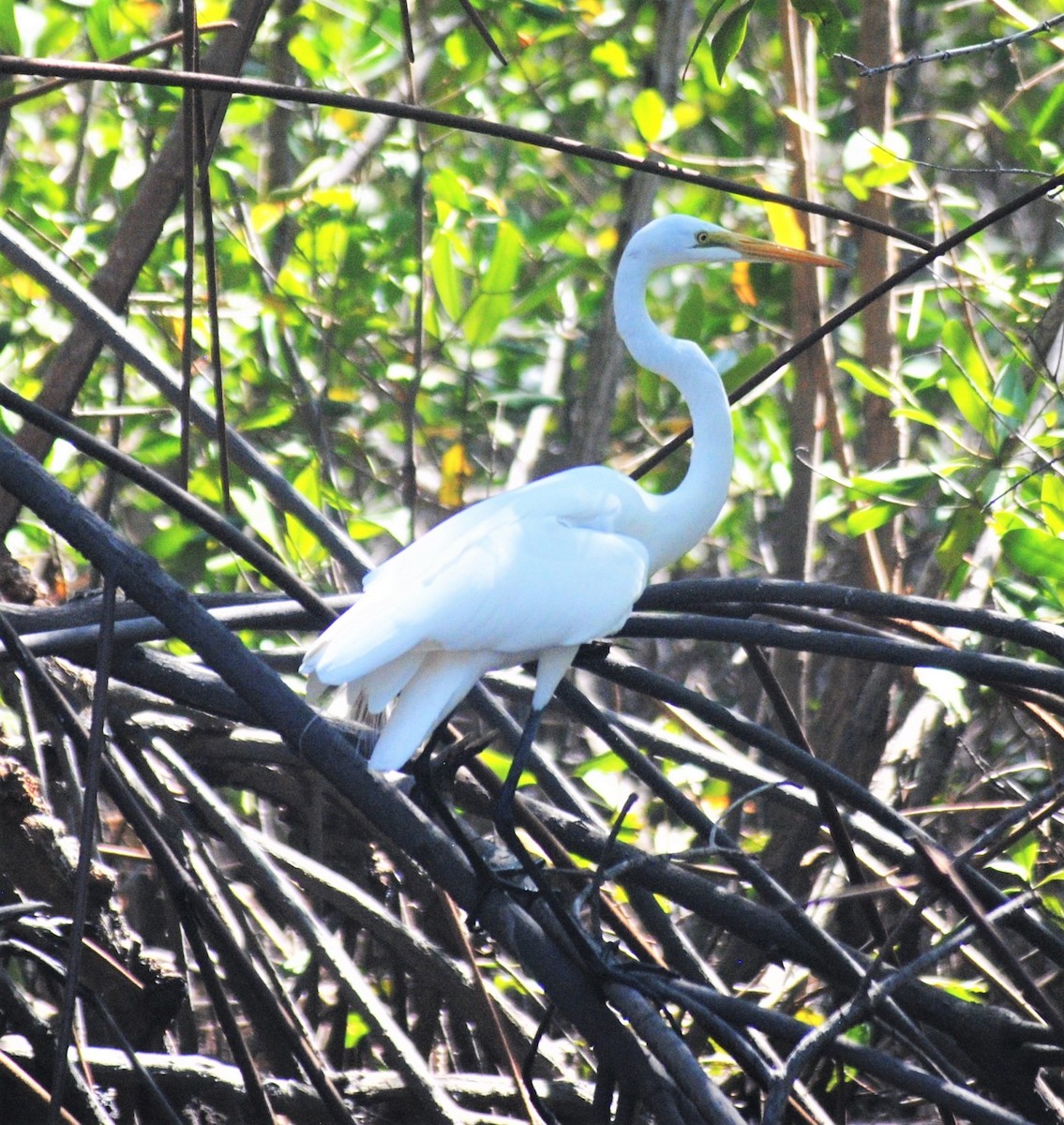 Great Egret - ML248993111