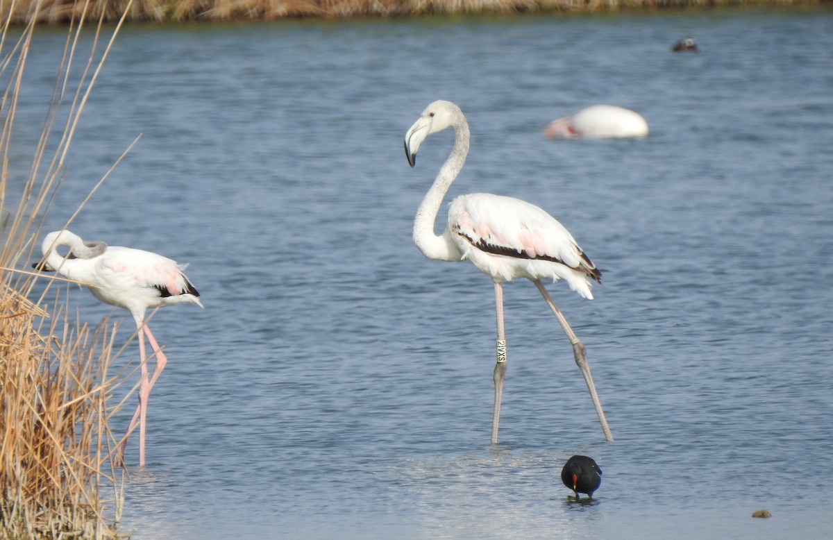 Greater Flamingo - Carles Carboneras