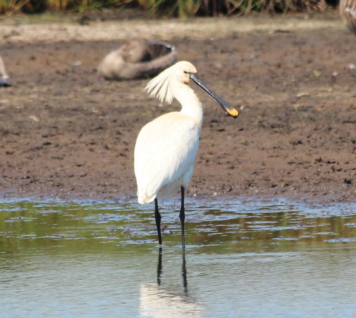 Spatola - ML248995171