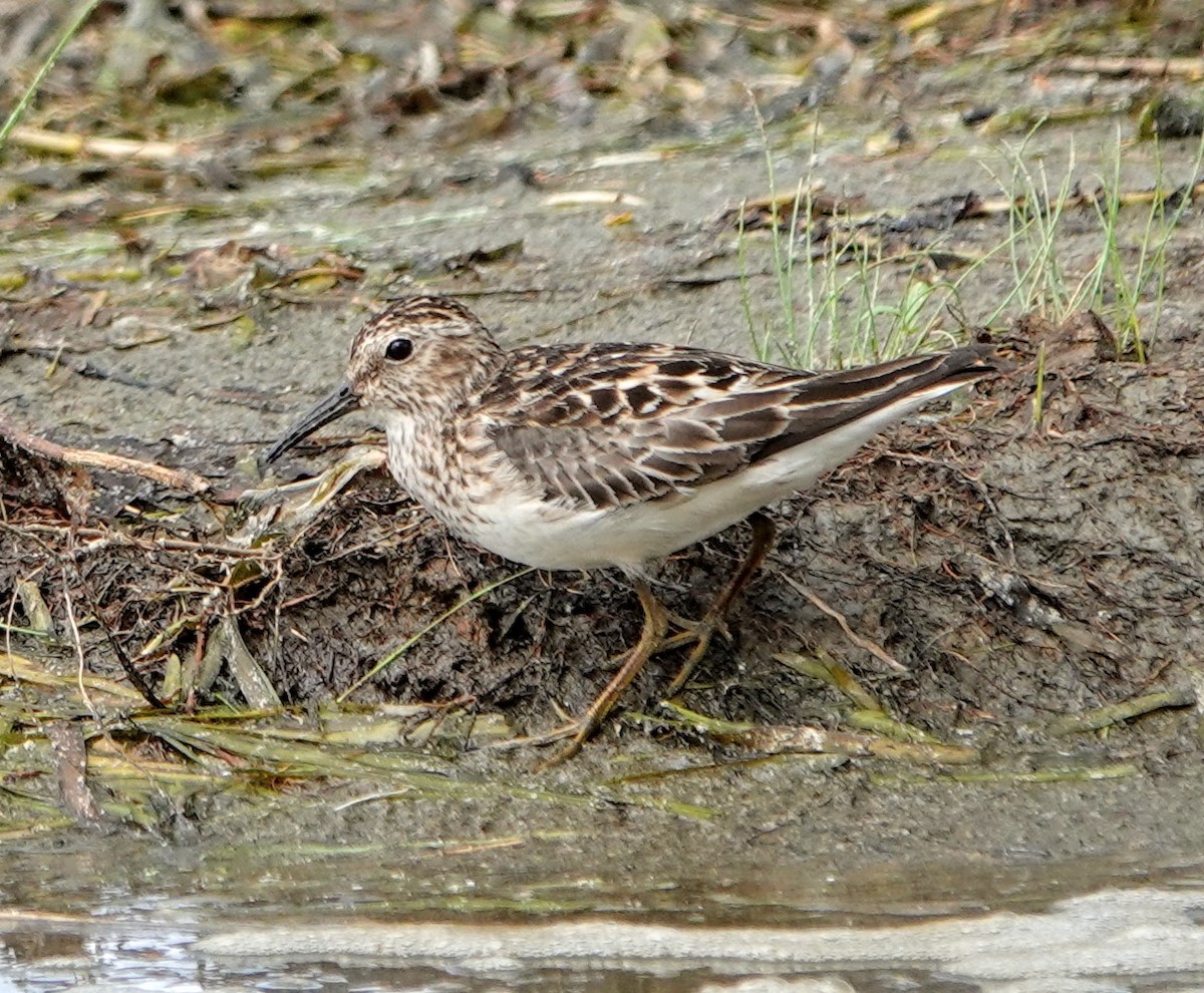 Least Sandpiper - Clem Nilan