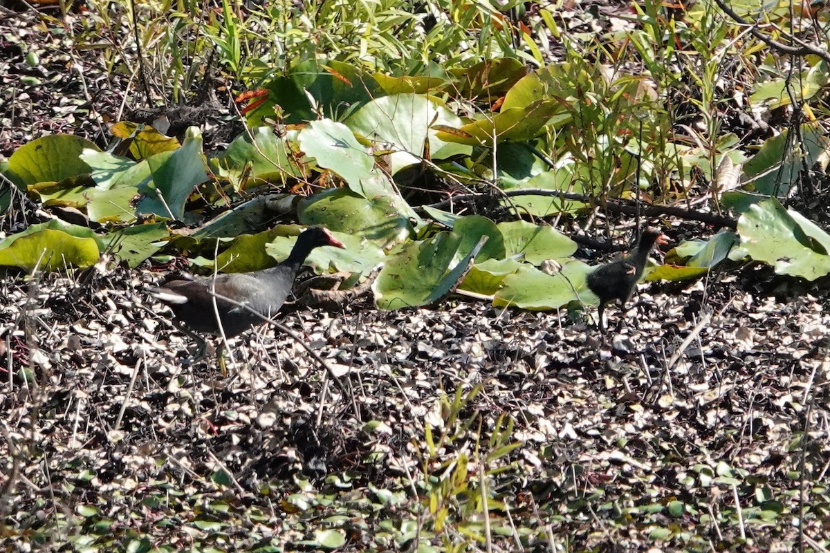 Common Gallinule - ML248995321