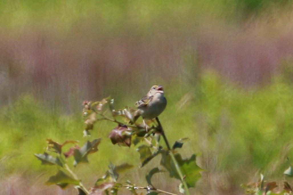 Grasshopper Sparrow - ML248995621