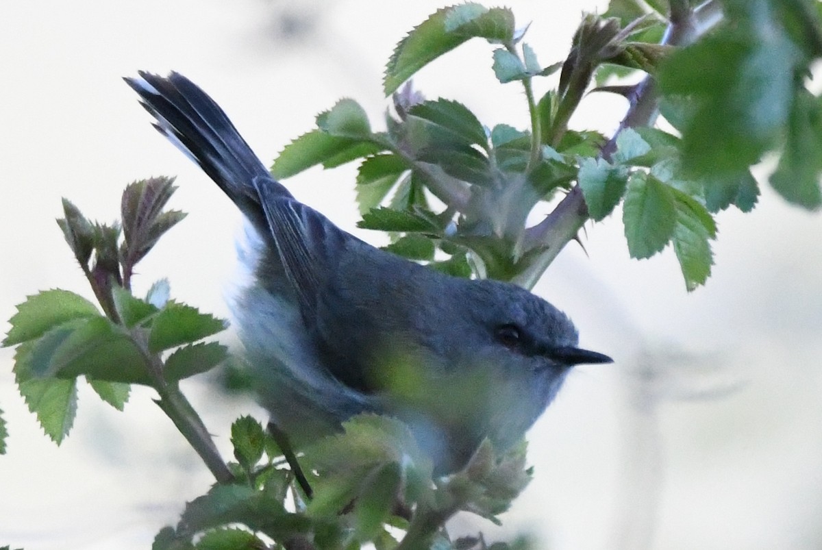 Gray Gerygone - ML248996121