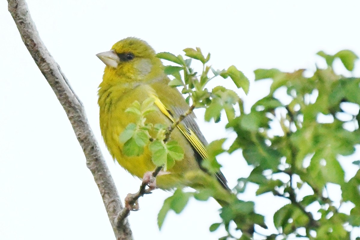 European Greenfinch - ML248996141