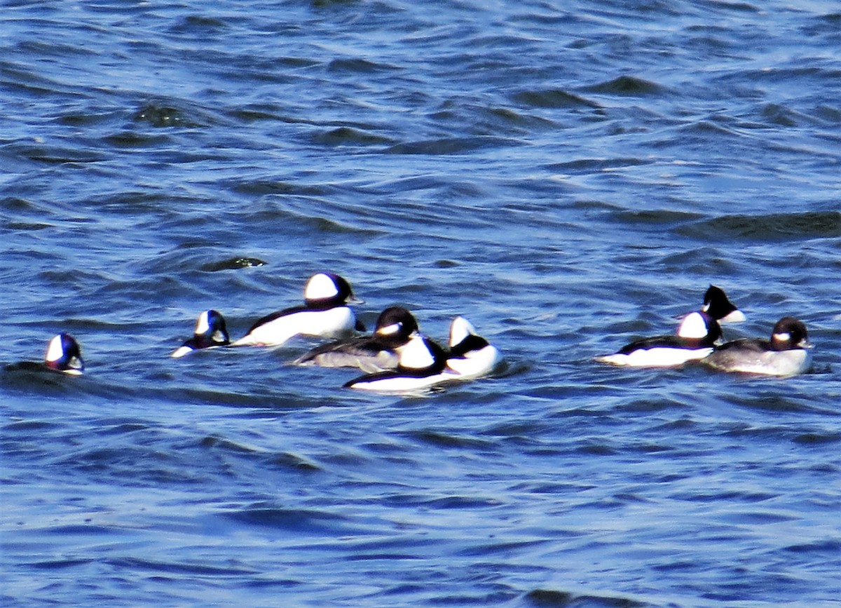 Bufflehead - Sara Gravatt-Wimsatt