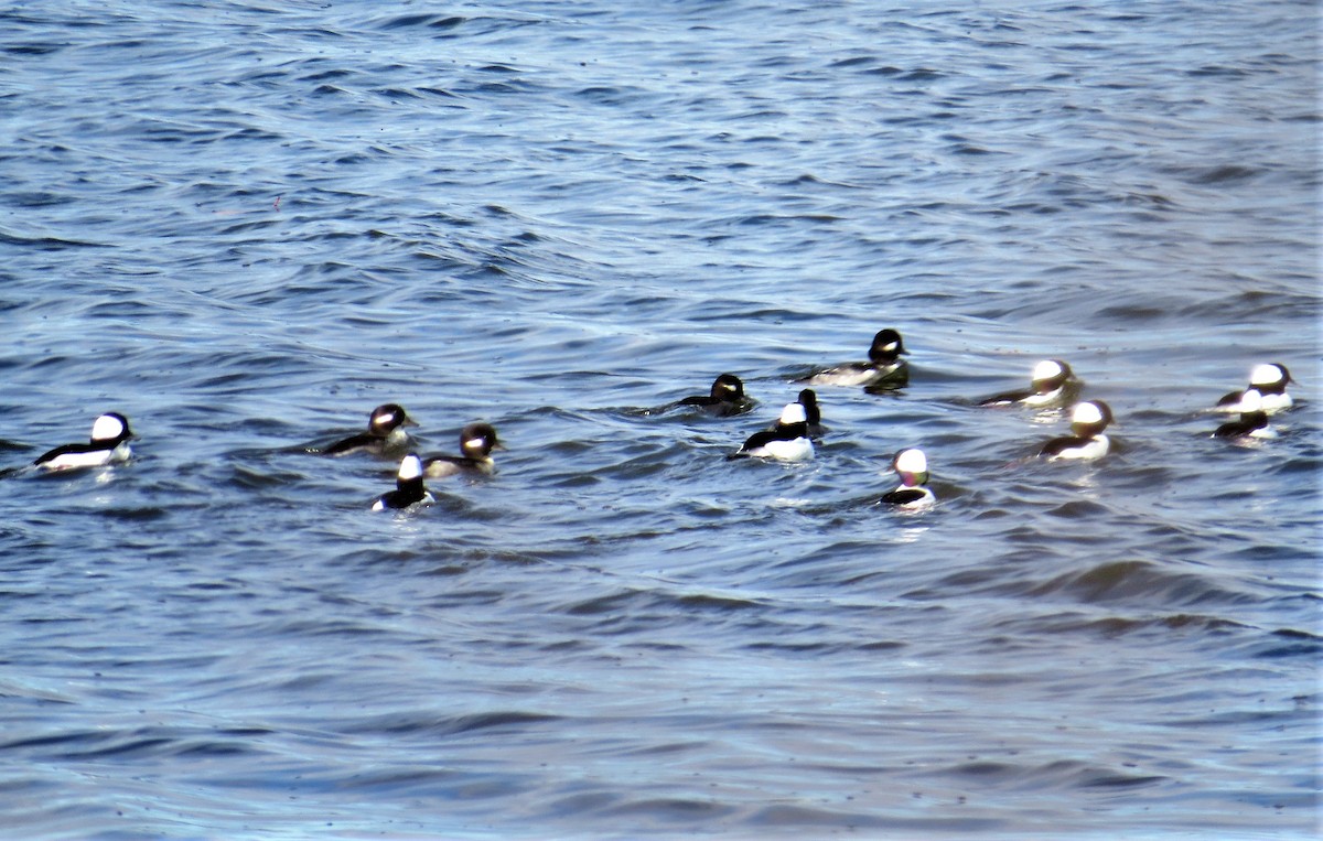 Bufflehead - ML248997021